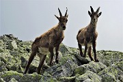 Corno Stella (2620 m) con tanti fiori, solo, in compagnia degli stambecchi il 25 giugno 2019 - FOTOGALLRY